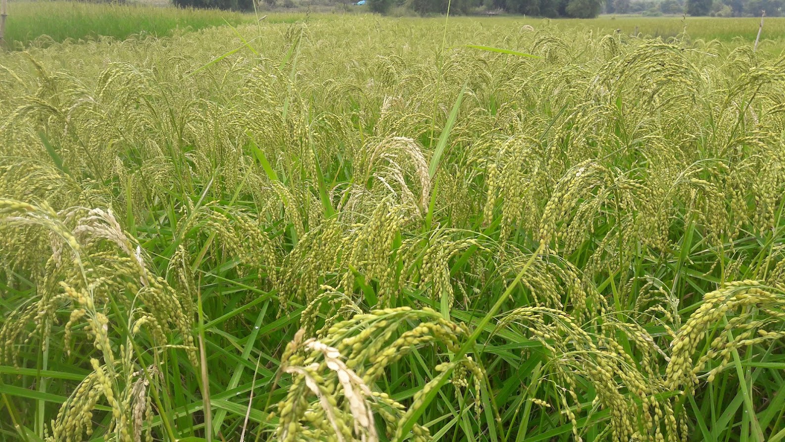 rice field at ban xieng di