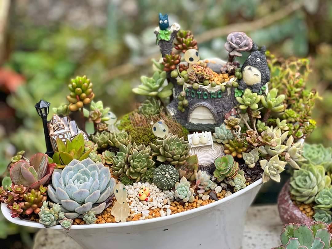 宜蘭: 多肉植物盆栽DIY體驗