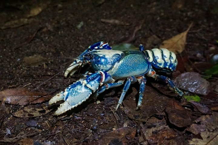 黃金海岸螢火蟲夜間雨林私人體驗
