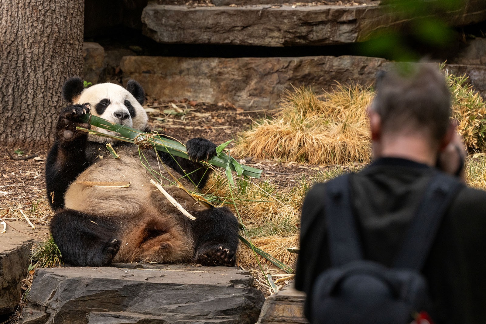 Adelaide Zoo Panda and Friends Tour (with Entry)