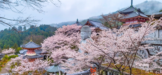 Cherry Blossom Buddha and Mt.Yoshino with Strawberry Picking Tour