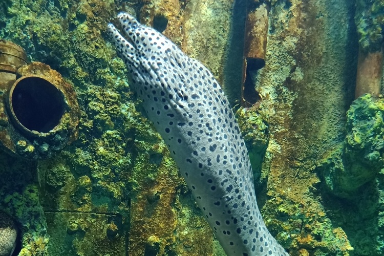 檳城光大精品水族館門票