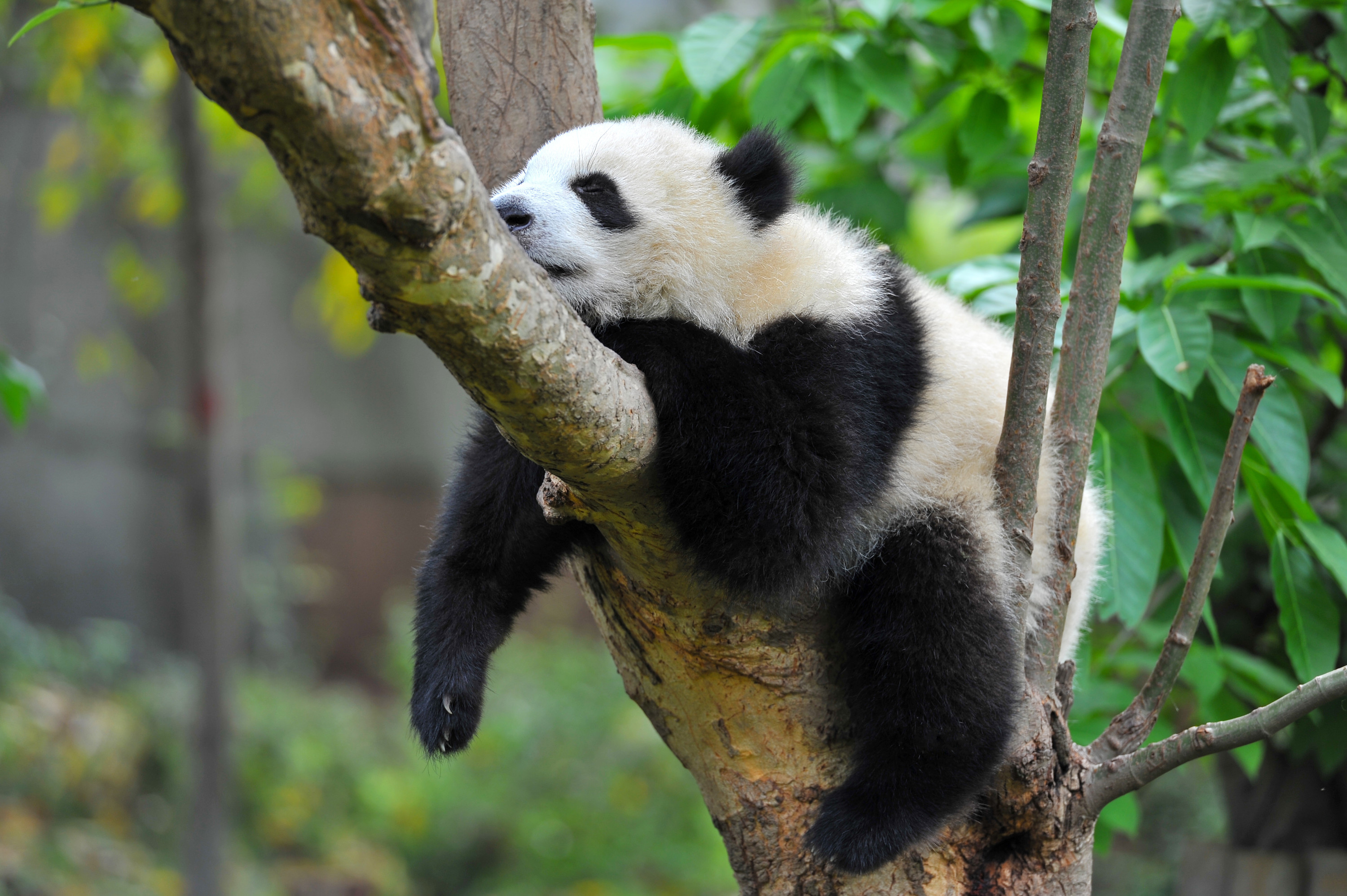 Chengdu Giant Panda Breeding Research Base Half-Day Tour in English (Sichuan Opera Optional)