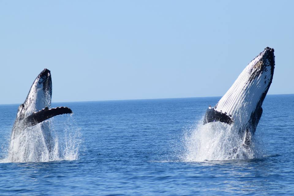 Whale Watching Tours from Perth & Margaret River