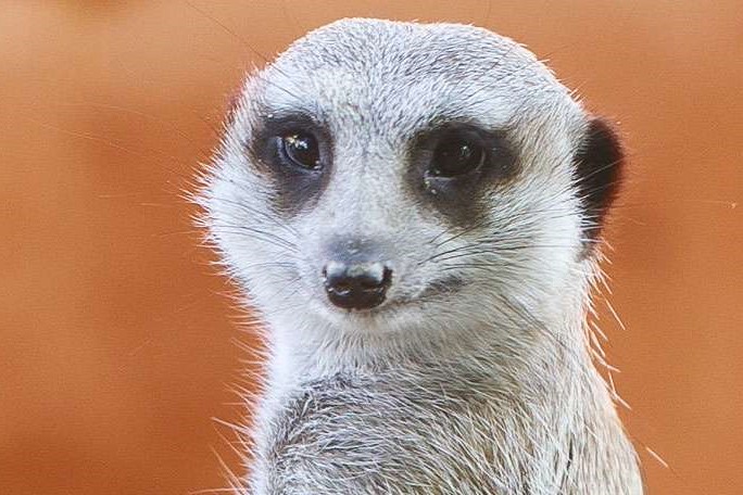 莫納托野生動物園門票