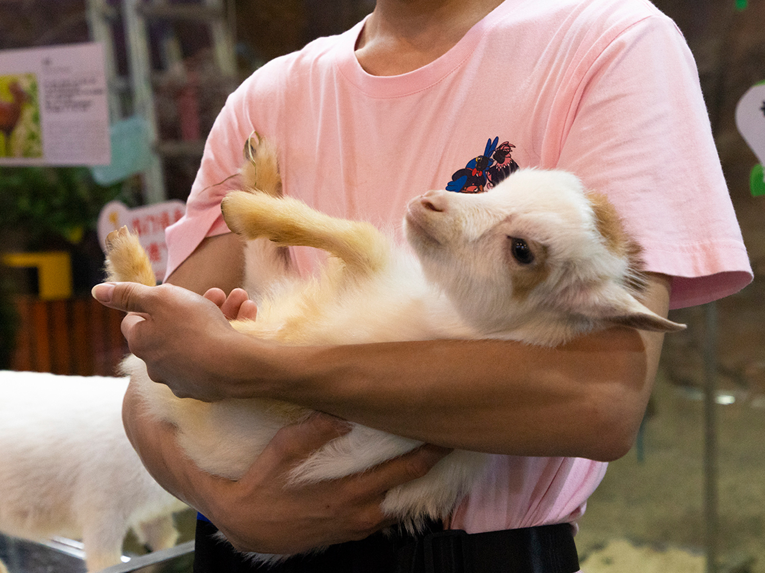 深圳野恩動物樂園（龍崗萬達廣場店）能摸、能抱、投餵互動、零距離接觸萌寵