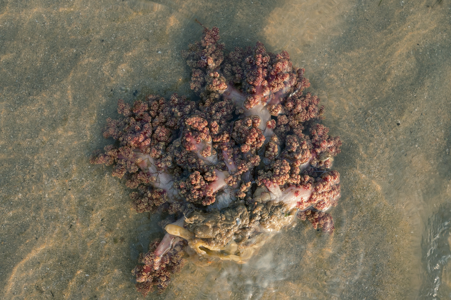 新加坡樟宜海灘潮間帶探索之旅（The Untamed Paths提供）