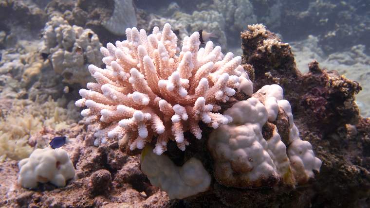 Diving and snorkeling experience at the Red Sea in Jeddah