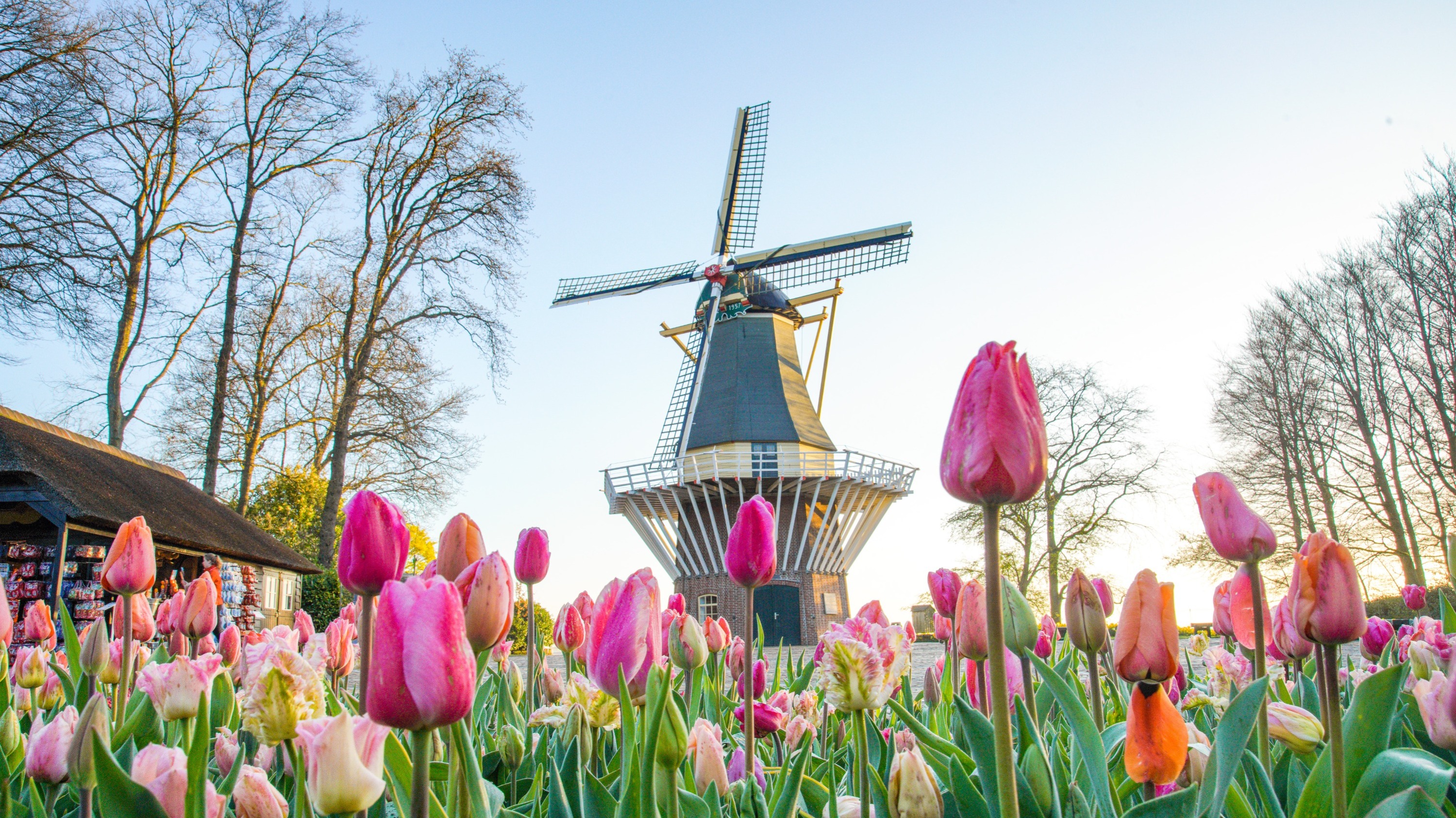 Keukenhof and windmills tour from Antwerp