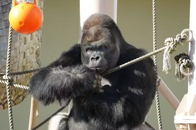 名古屋市東山動植物園 (Nagoya-City Higashiyama Zoo and Botanical Gardens)