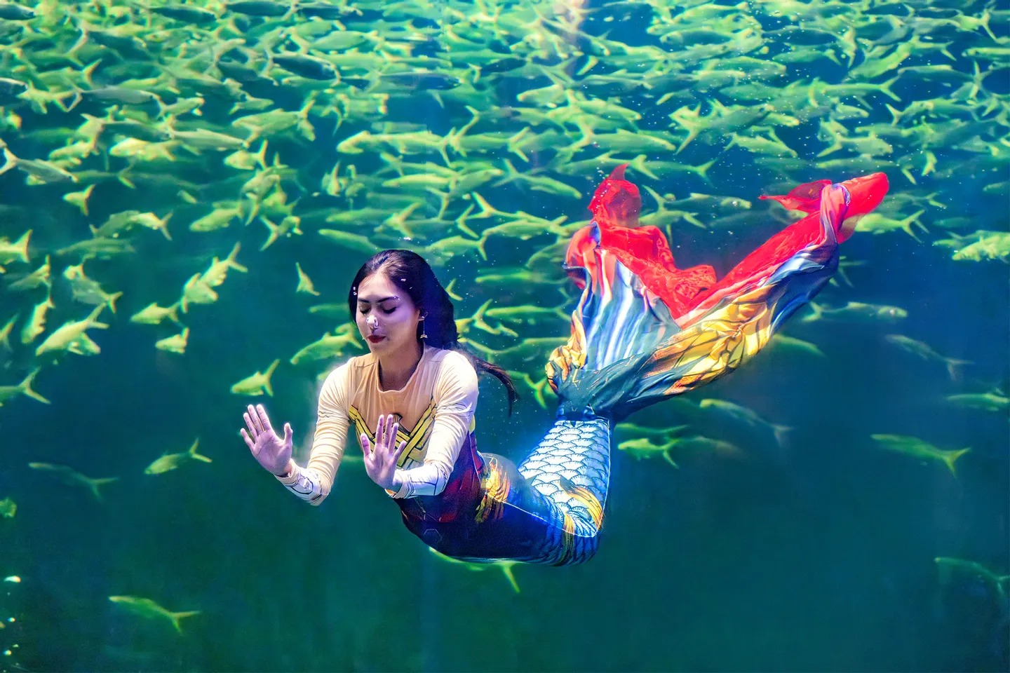 一場神奇的水下表演，美人魚在魚群中暢遊
