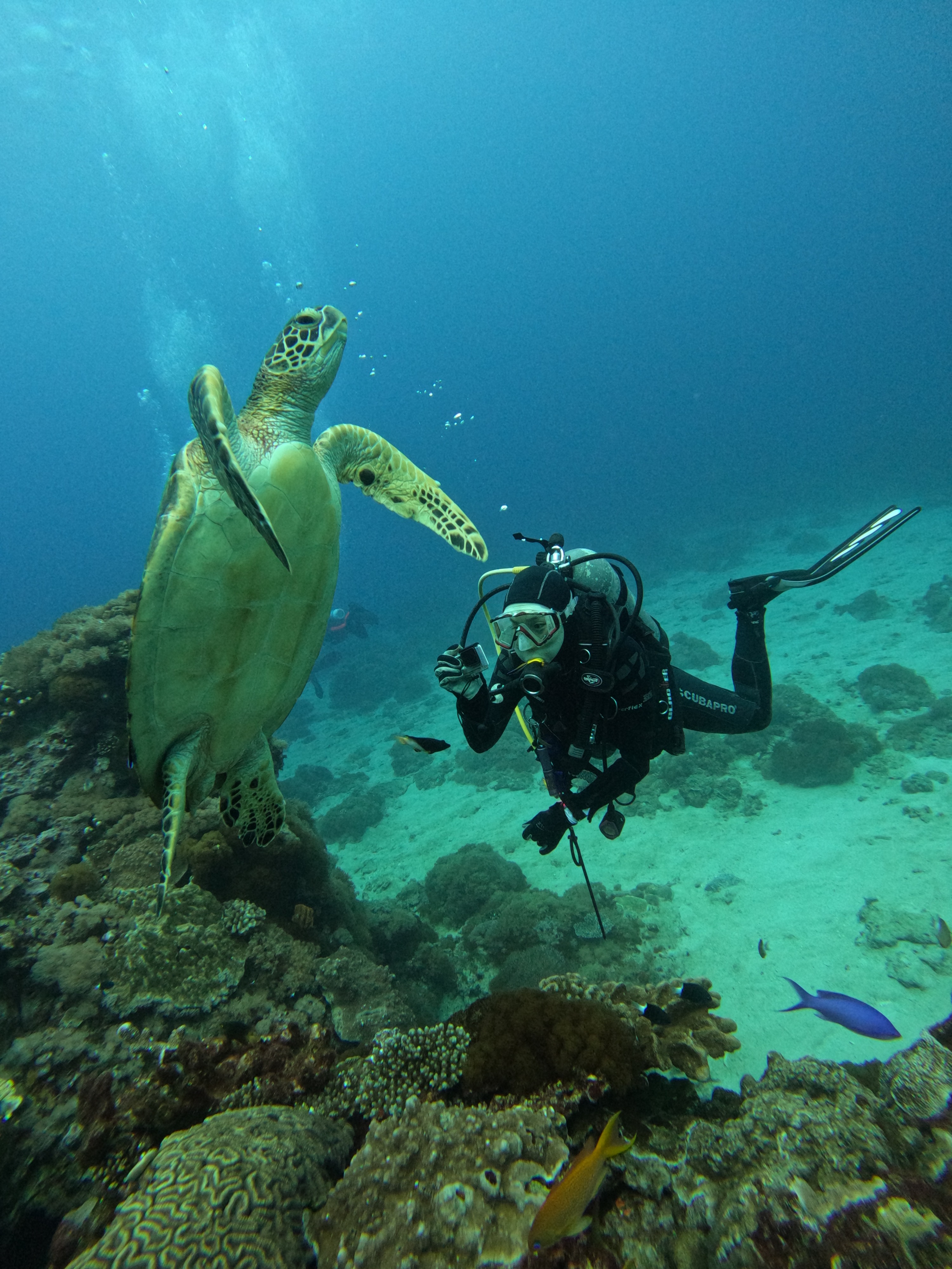 台東綠島：海底找樂子 SDI 開放水域水肺潛水員課程
