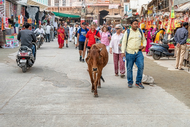 Explore Chittorgarh Fort and Pushkar With Jaipur Drop from Udaipur 