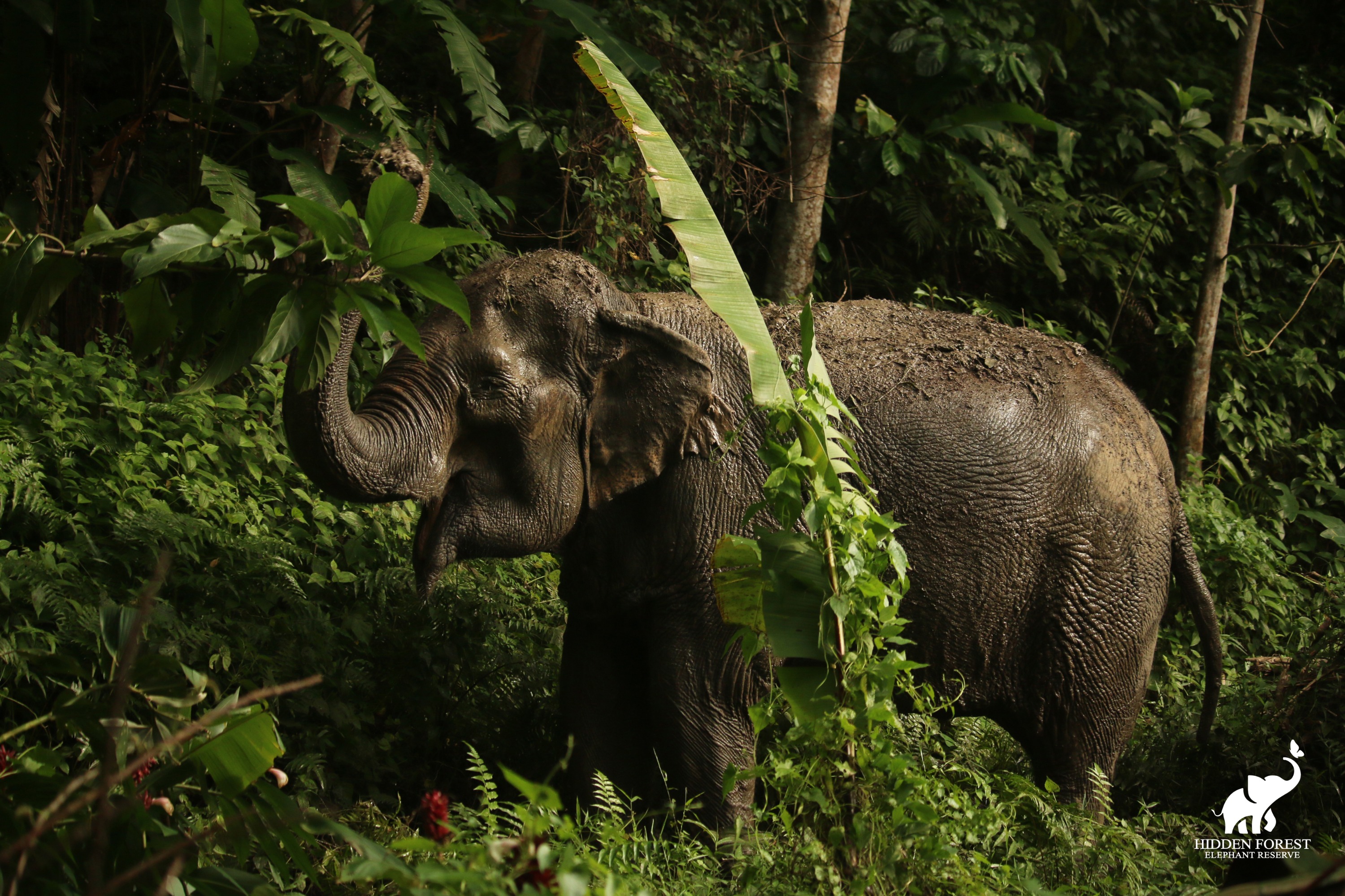 普吉島隱秘森林大象保護區體驗