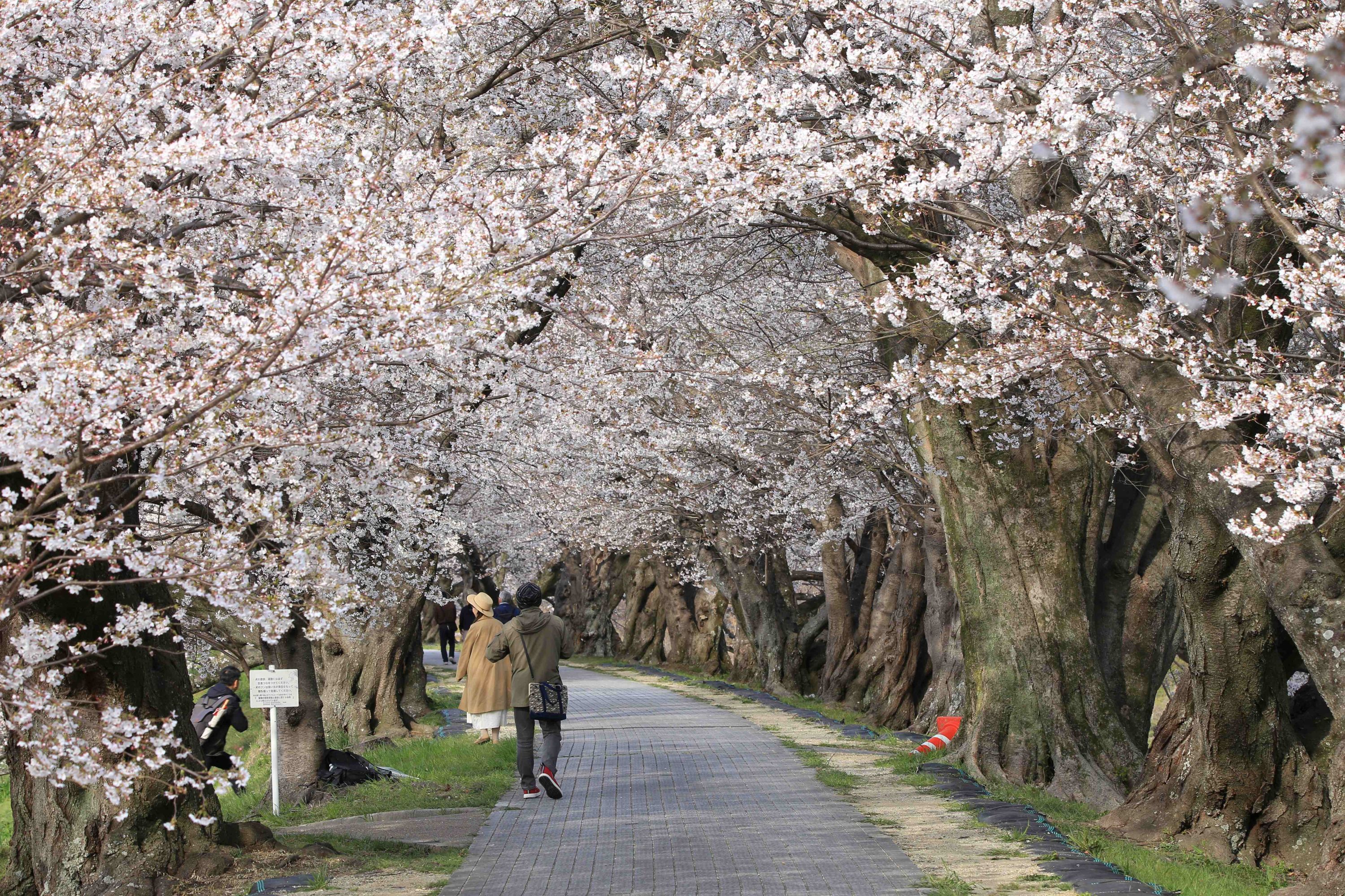 漫步在枝垂成拱門的櫻花下,花瓣飄落時宛如粉色花雨 漫步在枝垂成拱門的櫻花下,花瓣飄落時宛如粉色花雨