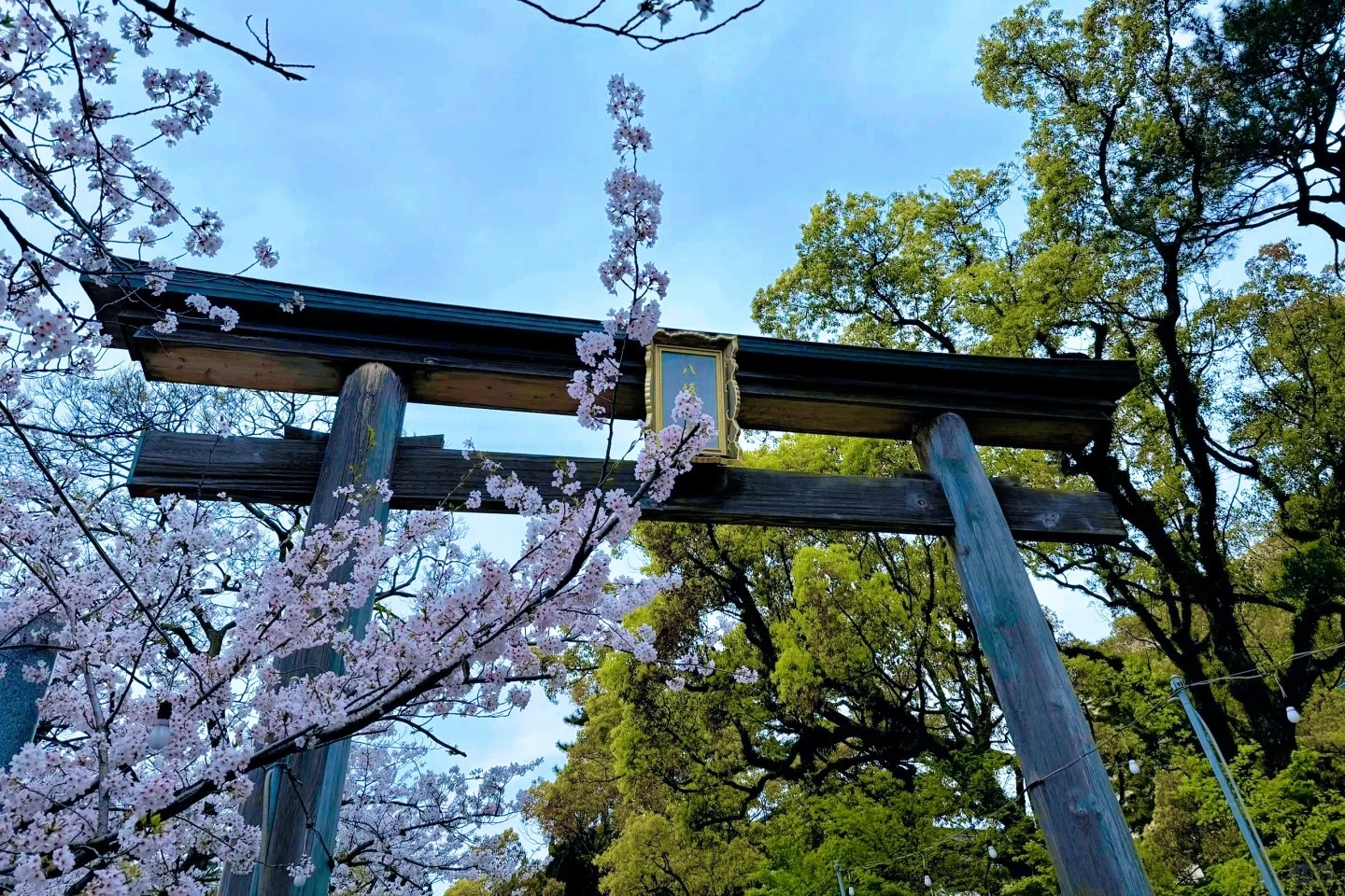 賞花限定｜北九州｜門司港·唐戶市場·小倉城·河內藤園賞紫藤花一日遊｜福岡出發