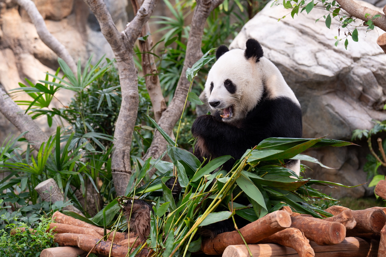 Hong Kong Ocean Park|  Panda Visit  & Entry Ticket with Transfer 