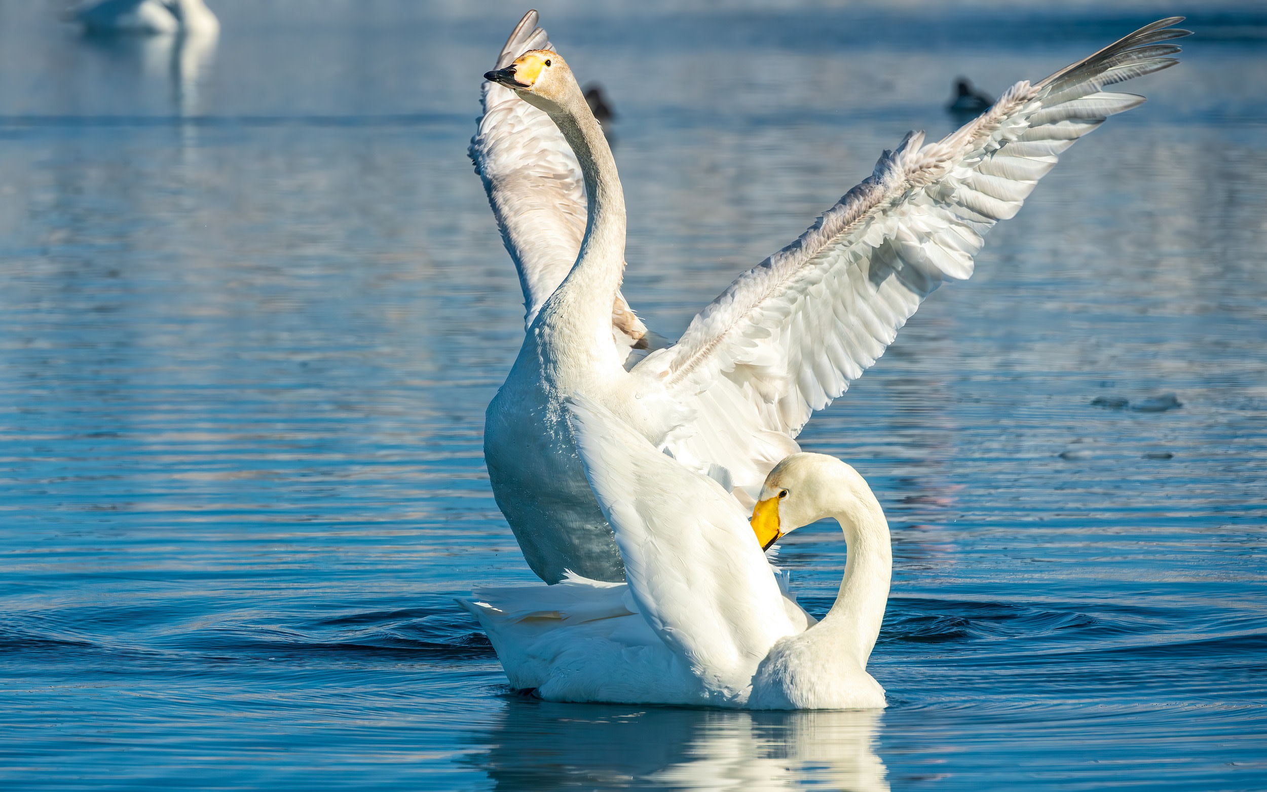 Yining Sayram Lake & Guozigou Bridge Full-Day Tour