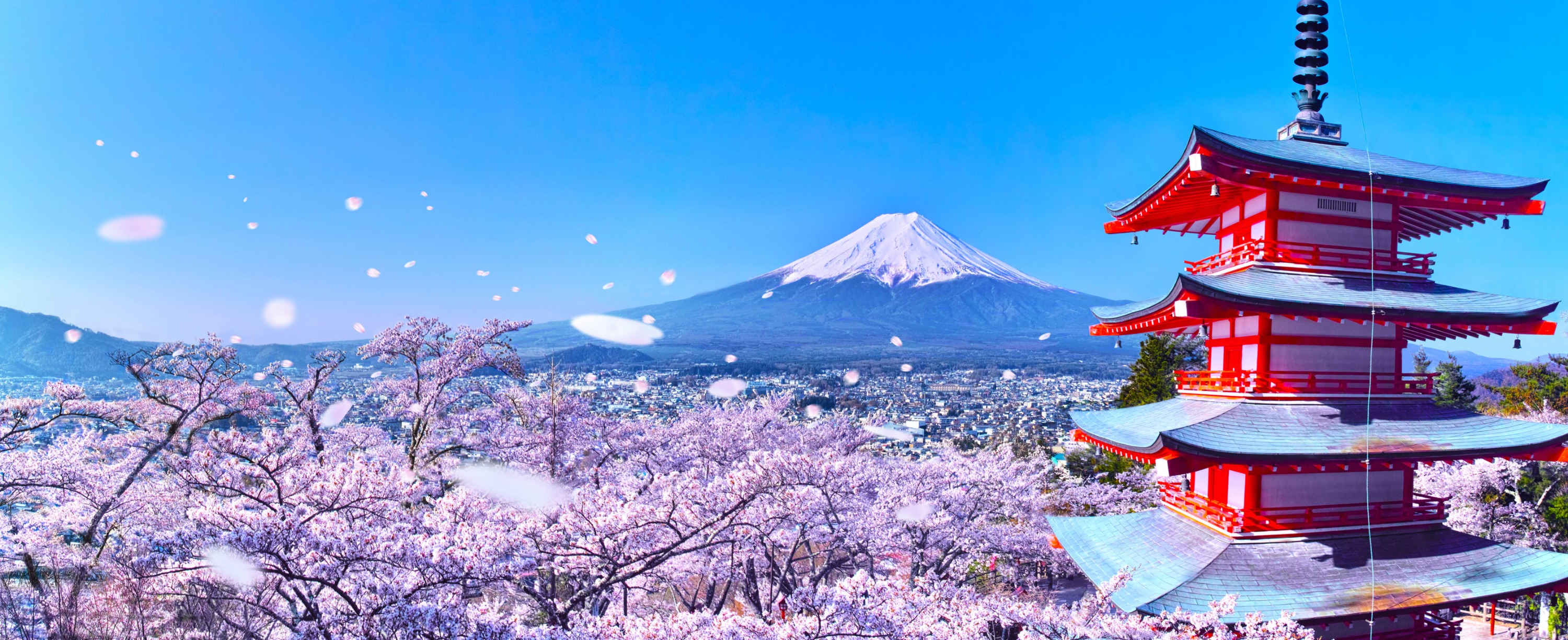 One-Day Tour to Mt. Fuji's Popular Flower Viewing Spots (Depart from Tokyo or Shinjuku)