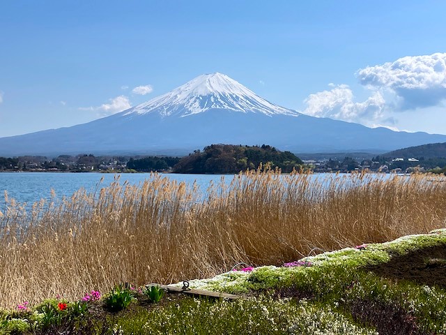 河口湖大石公園 河口湖大石公園