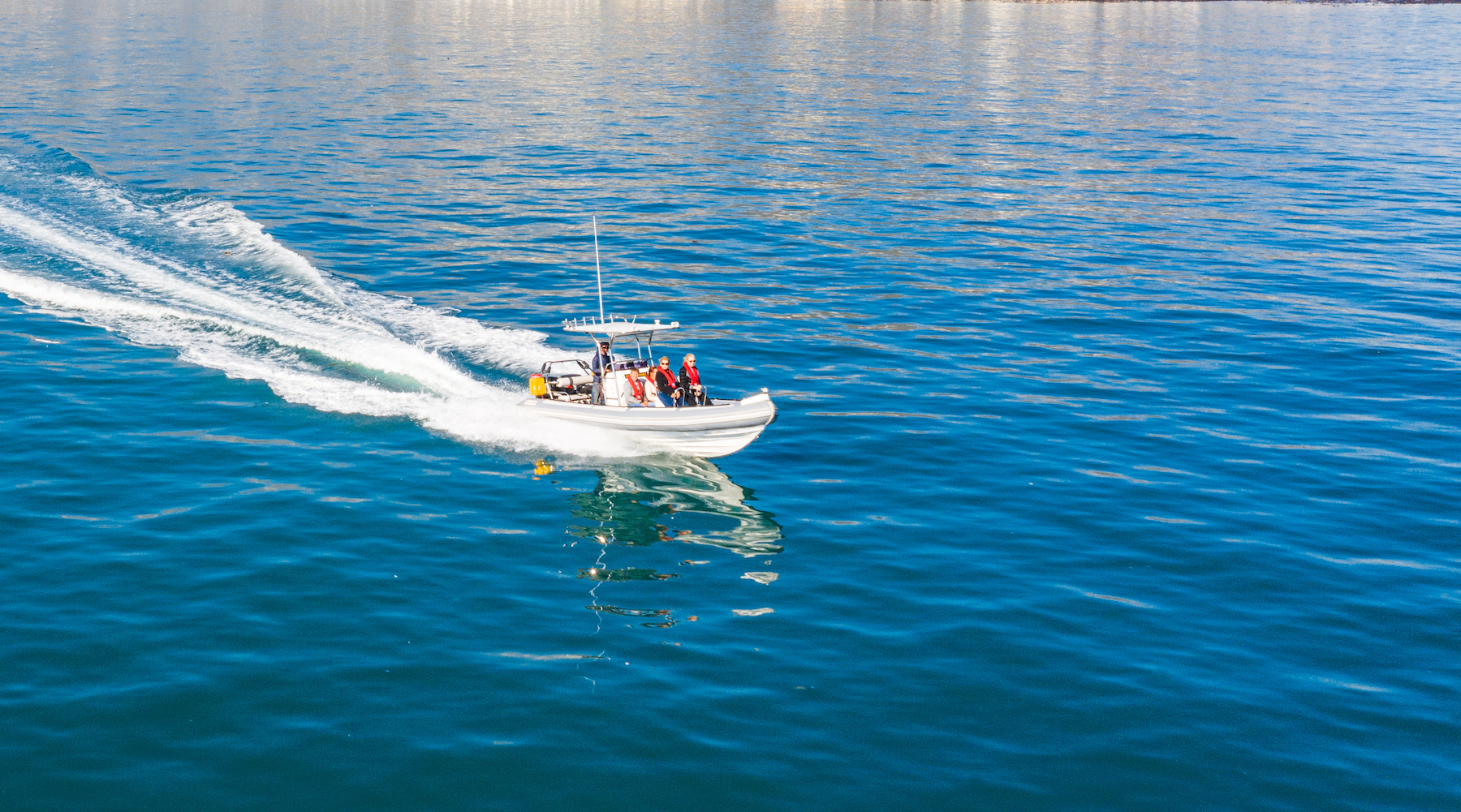 Ocean Wildlife Encounter