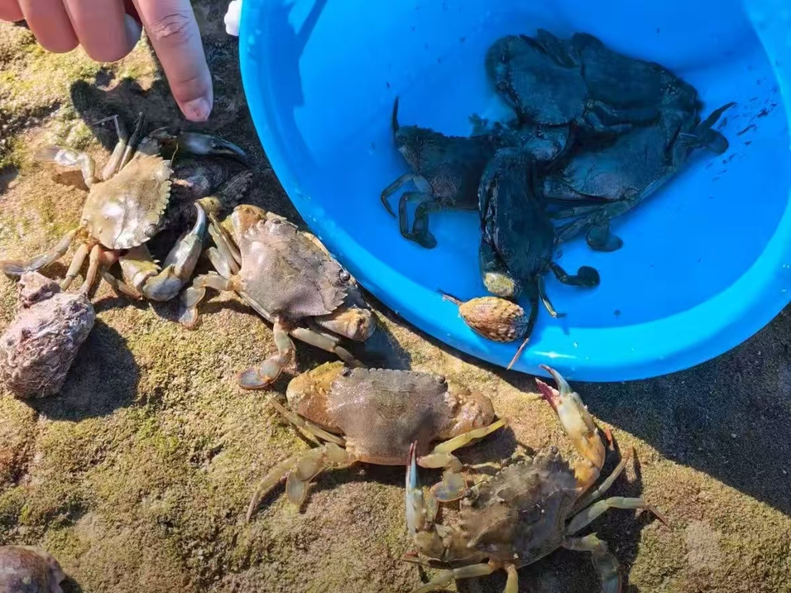 藍桶與灘塗上堆著多隻青蟹，蟹殼泛著溼滑的光澤，配著零星海螺，是趕海收穫 “蟹滿桶” 的豐收時刻