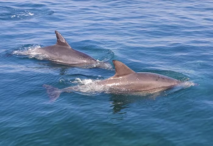 HAMO 噴射快艇海豚觀賞之旅