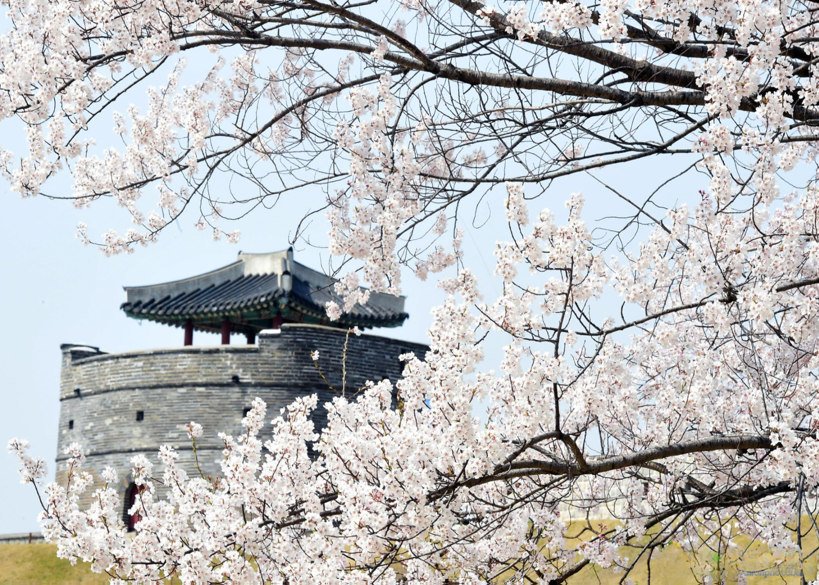 [Ночной тур] Скрытые места сакуры в Суво́не и крепость Хвасон