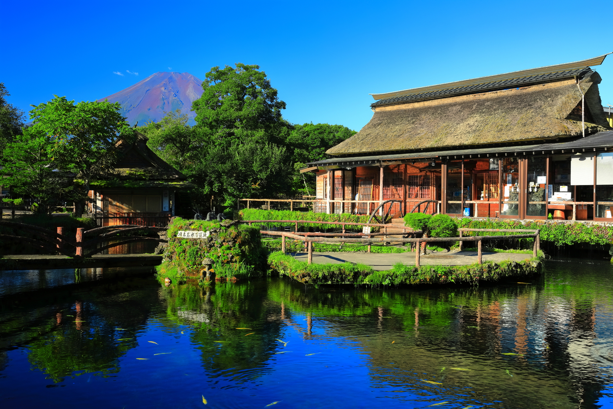富士山一日遊: 新倉山淺間公園 & 忍野八海 & 西湖溫柔之鄉根場 (東京出發)