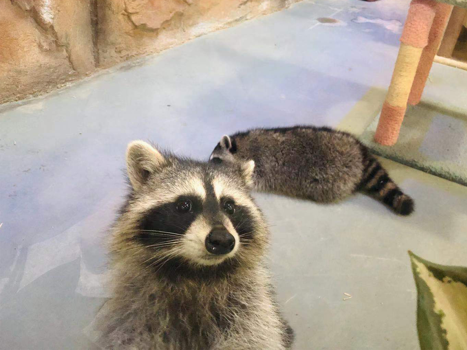 深圳野恩動物樂園（龍崗萬達廣場店）能摸、能抱、投餵互動、零距離接觸萌寵