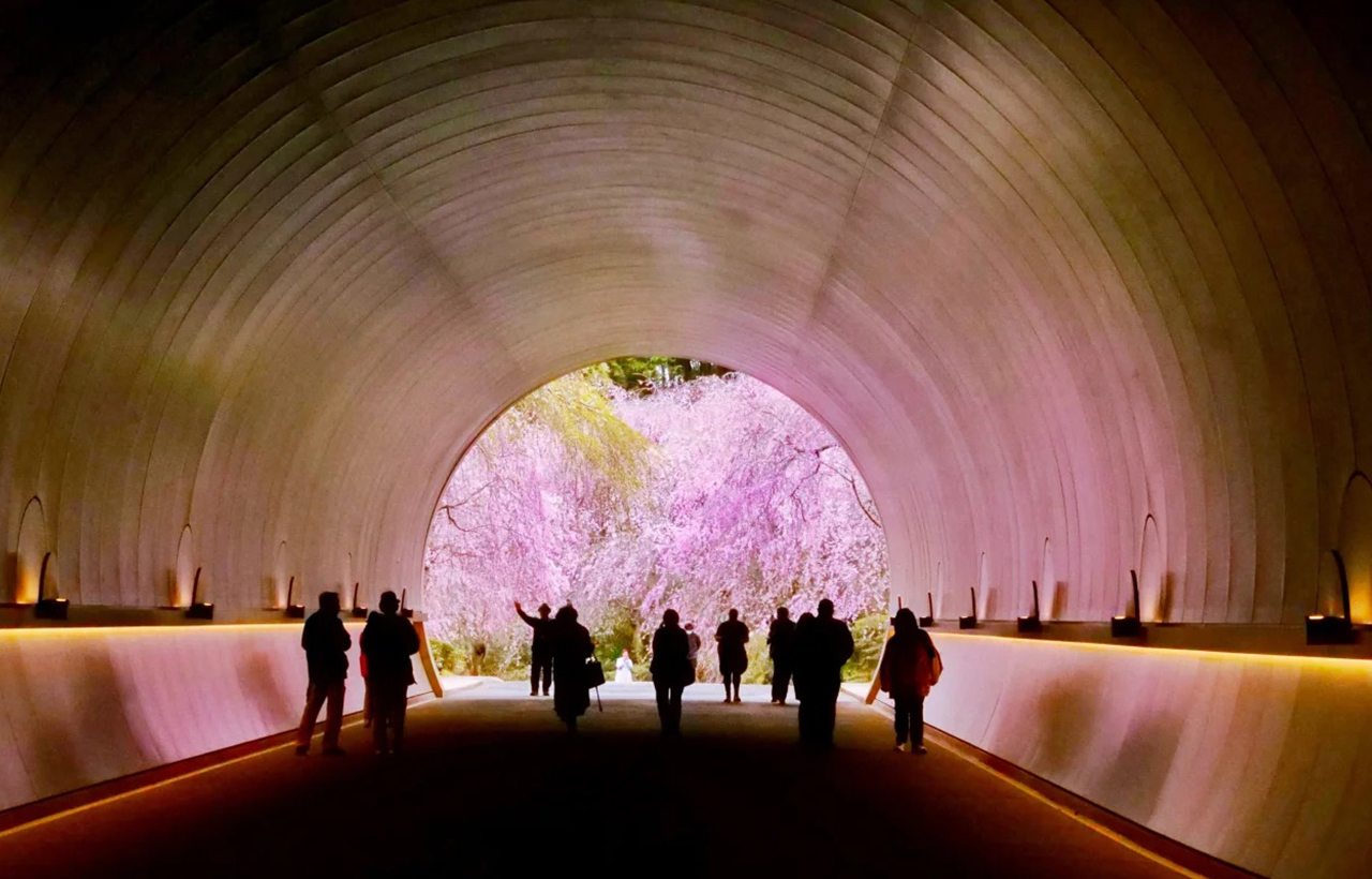 美秀美術館標誌性隧道通往美術館入口,春季盡頭可見櫻花盛放,如同走進世外桃源,是美秀最具代表性的景觀之一。 美秀美術館標誌性隧道通往美術館入口,春季盡頭可見櫻花盛放,如同走進世外桃源,是美秀最具代表性的景觀之一。