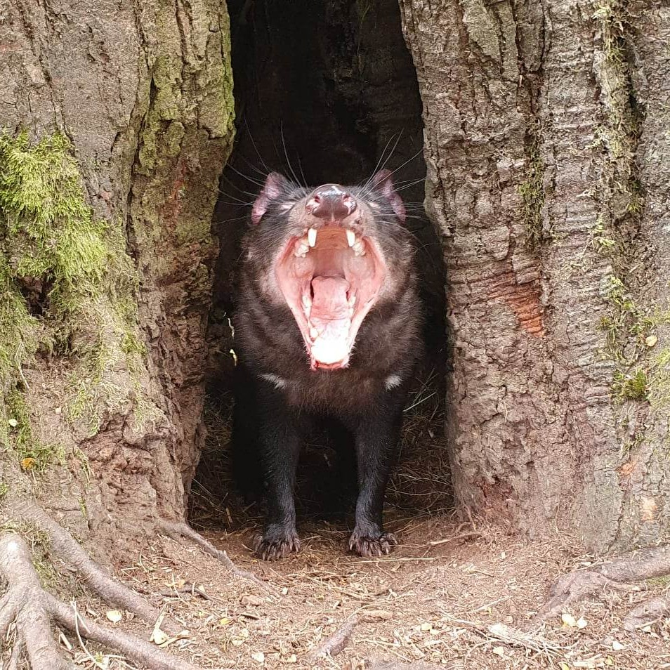 Day and Night Animal Feeding Tour 