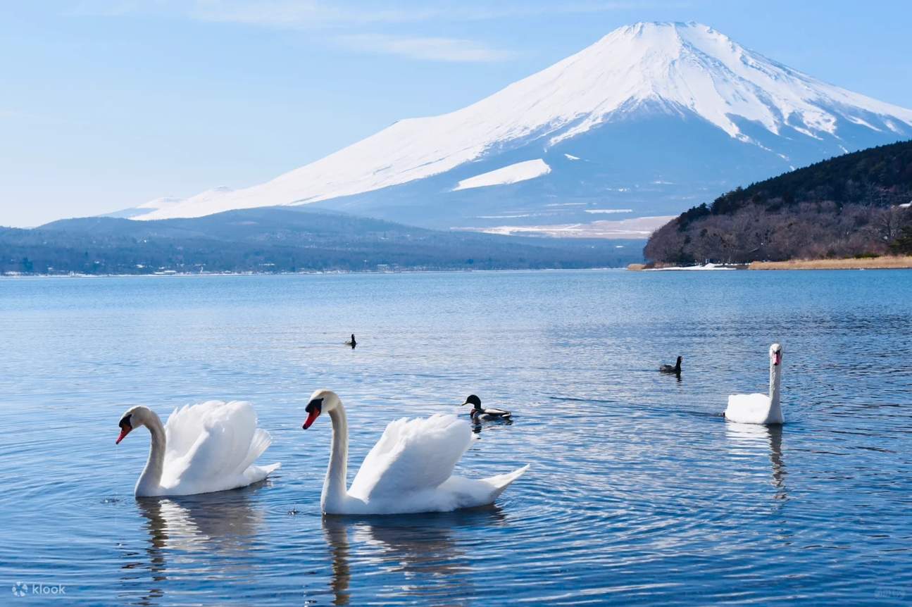 清晨的白鹤滨常常能看到天鹅在湖面悠然游动。蓝天、湖水与富士山交织成一幅开阔的自然画面。站在湖畔远望,让人感到无比放松与惬意。 清晨的白鹤滨常常能看到天鹅在湖面悠然游动。蓝天、湖水与富士山交织成一幅开阔的自然画面。站在湖畔远望,让人感到无比放松与惬意。