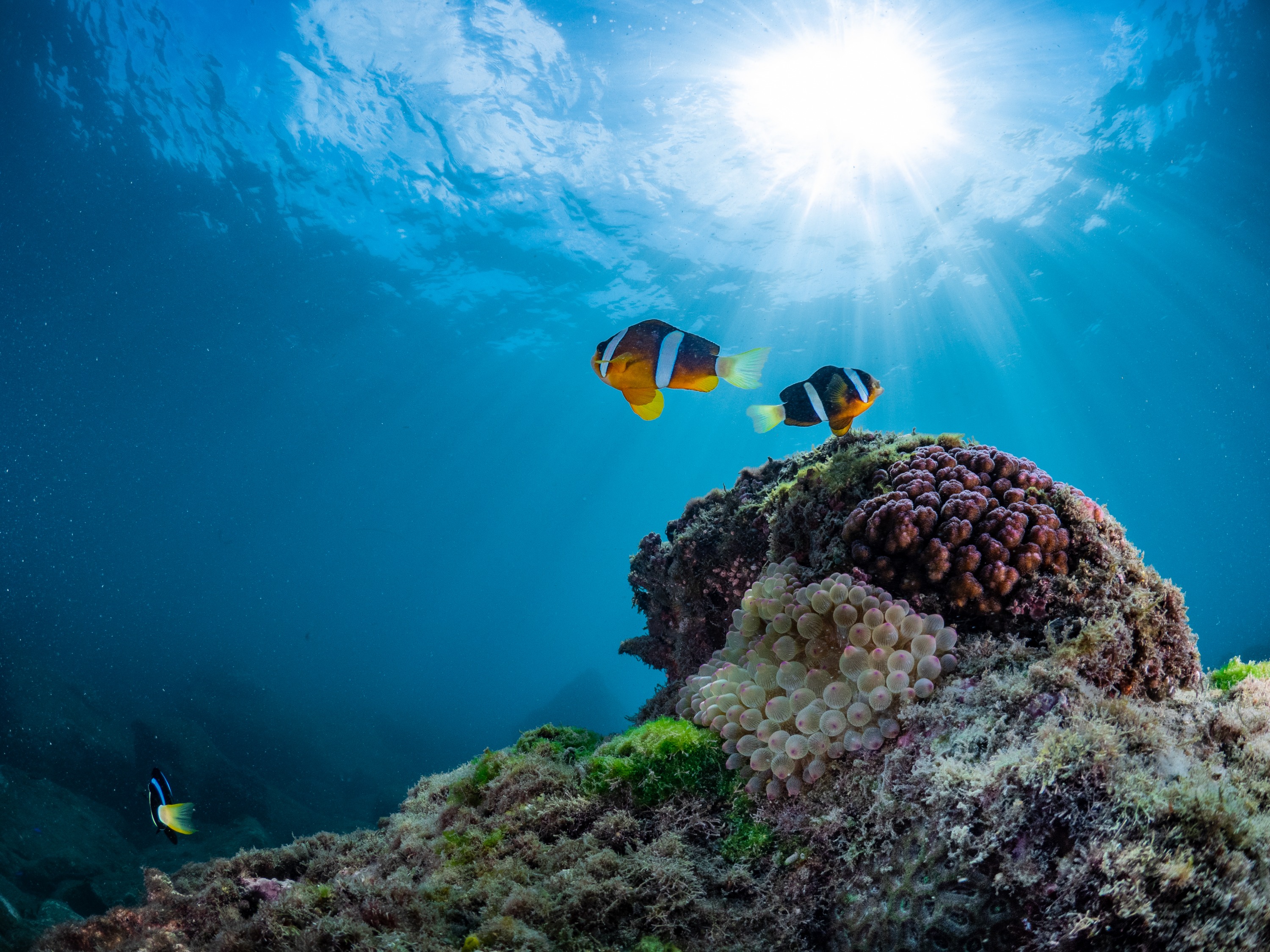 澎湖潛水: 樂福海洋工坊珊瑚海洋花園 - 體驗潛水
