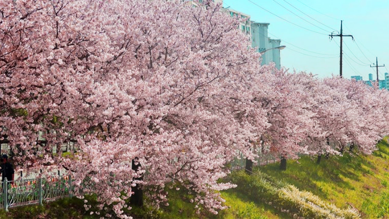 深受當地人喜愛的秘境溫泉,是捕捉難忘櫻花回憶的理想地點。 深受當地人喜愛的秘境溫泉,是捕捉難忘櫻花回憶的理想地點。