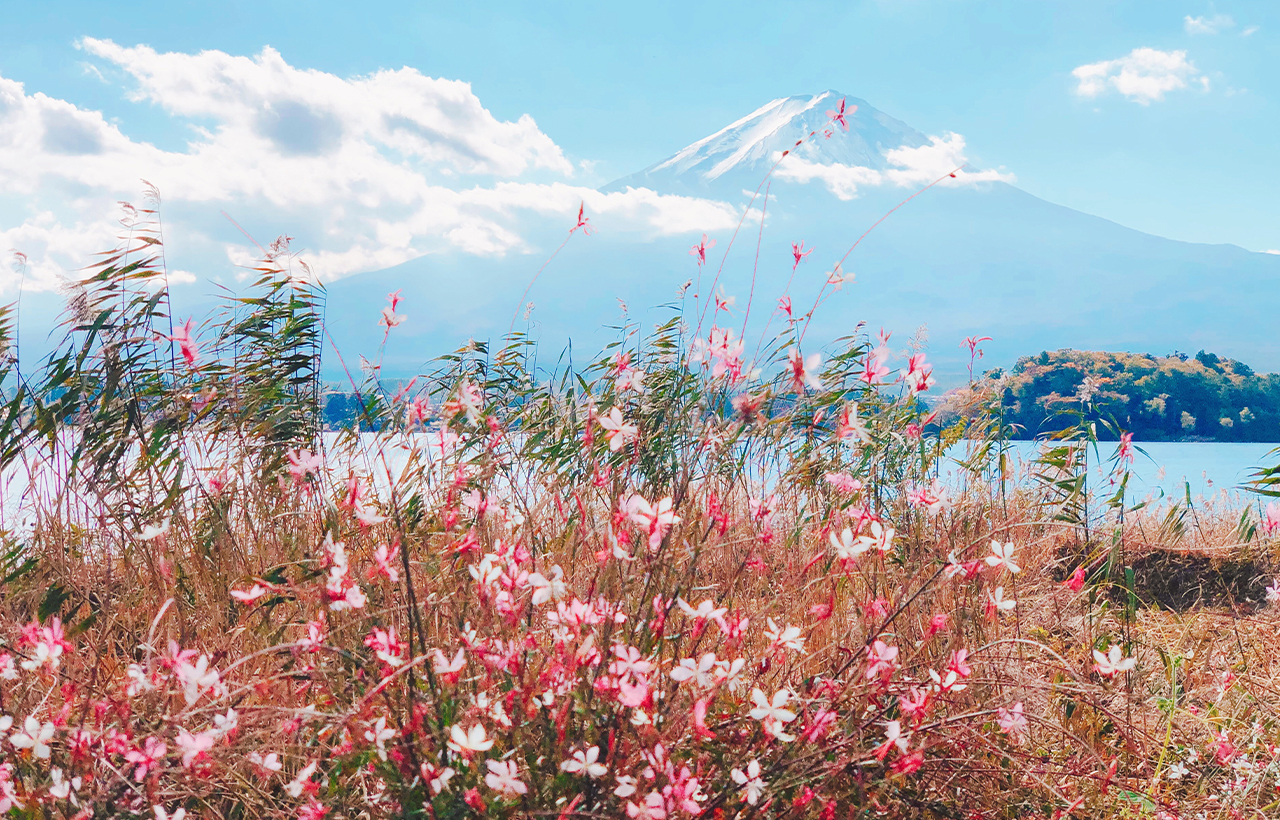 富士山探索之旅-新倉山淺間公園·天梯小鎮·忍野八海·河口湖大石公園·西湖療愈里根場一日遊