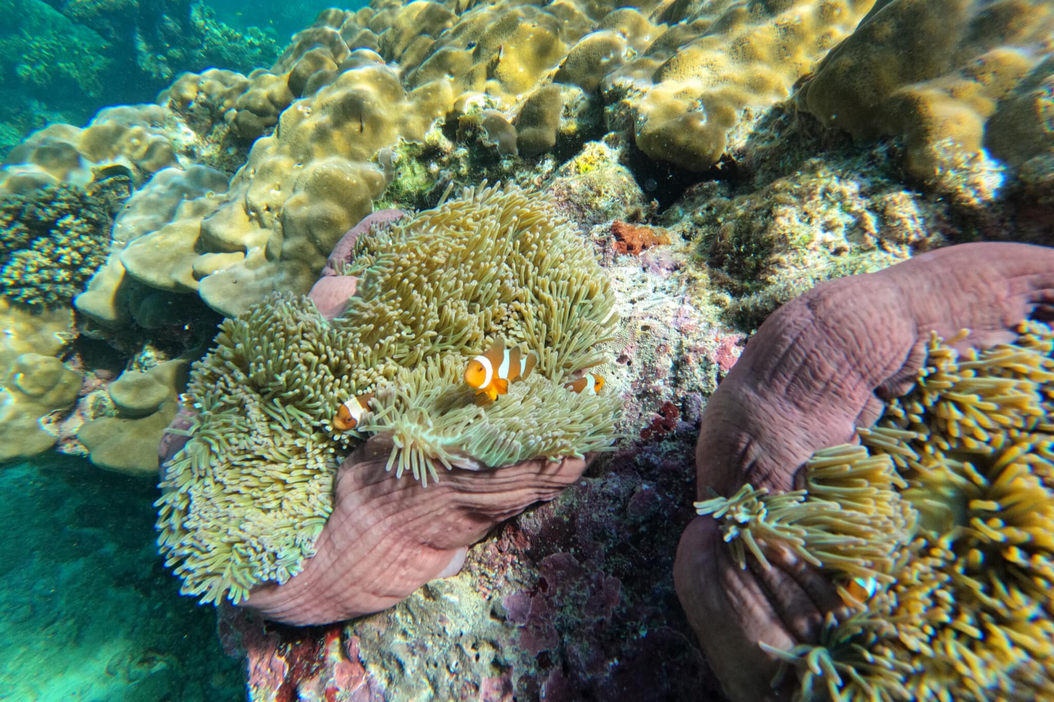 Koh Rok & Koh Haa島一日快艇之旅