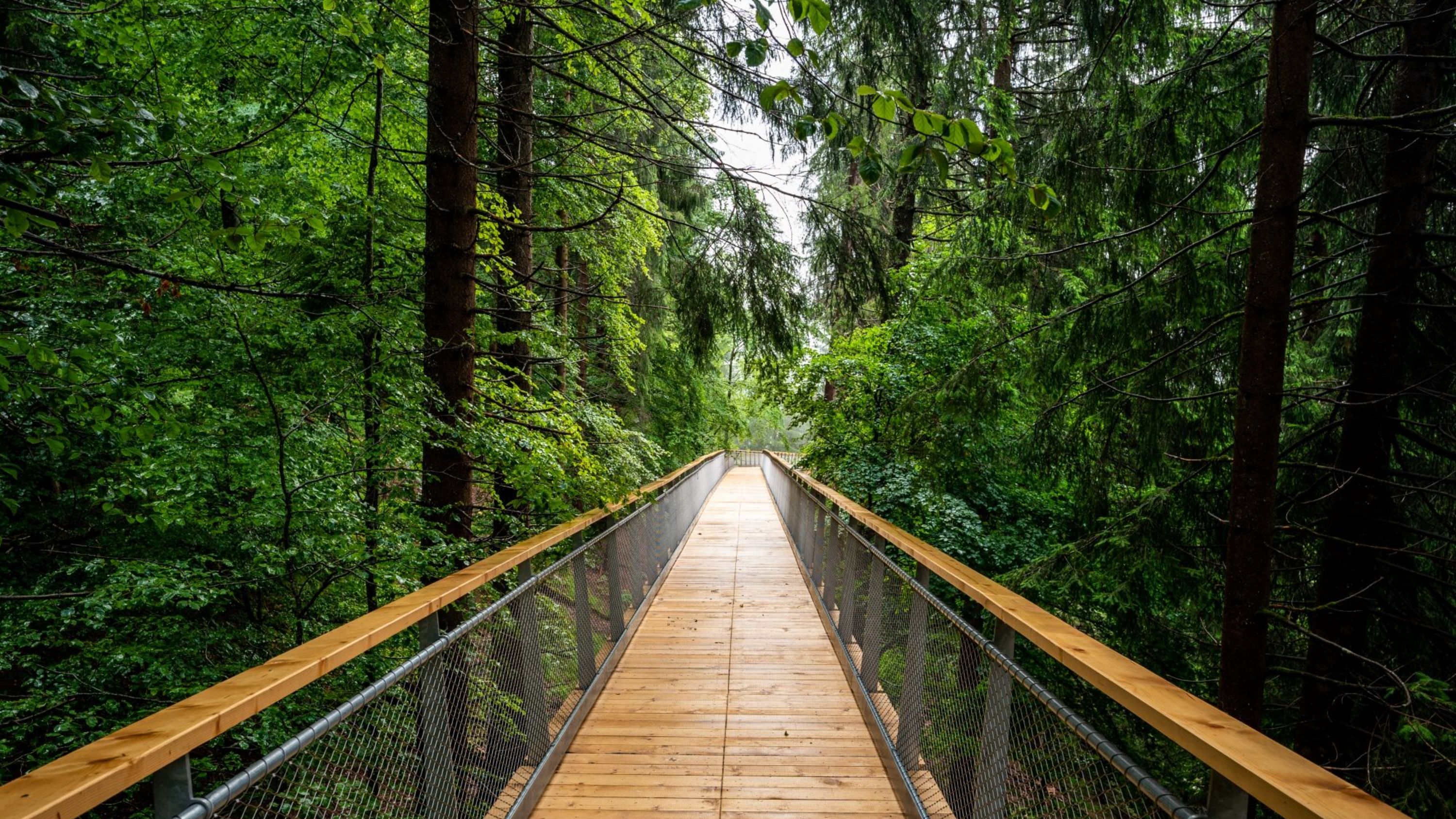 Treetop Walk ticket in Switzerland