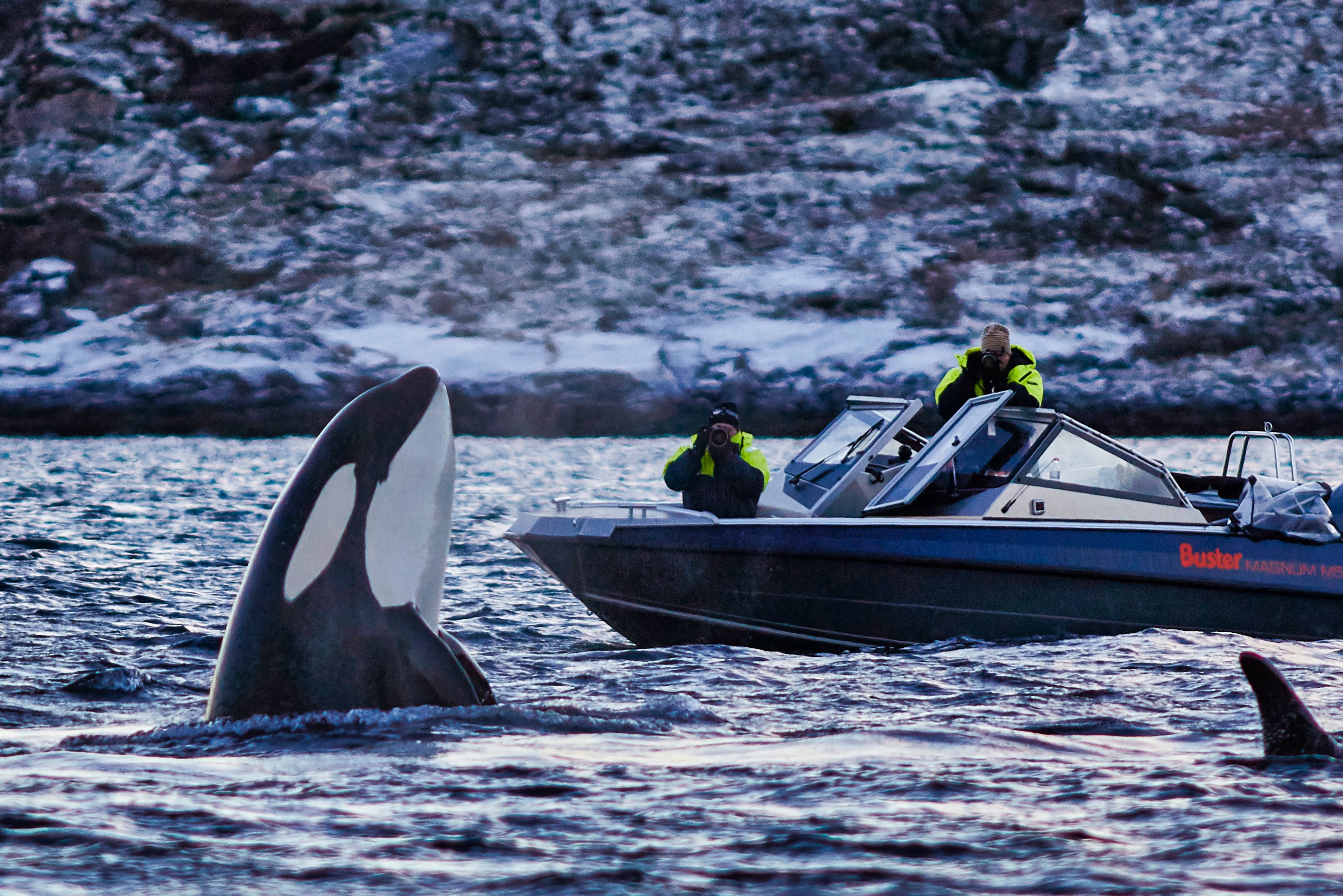 Tromso: Arctic Whale Watching Adventure in Skjervoy