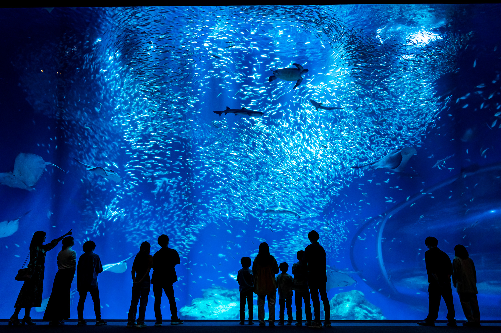 茨城縣草莓無限量採摘 & 大洗水族館一日遊