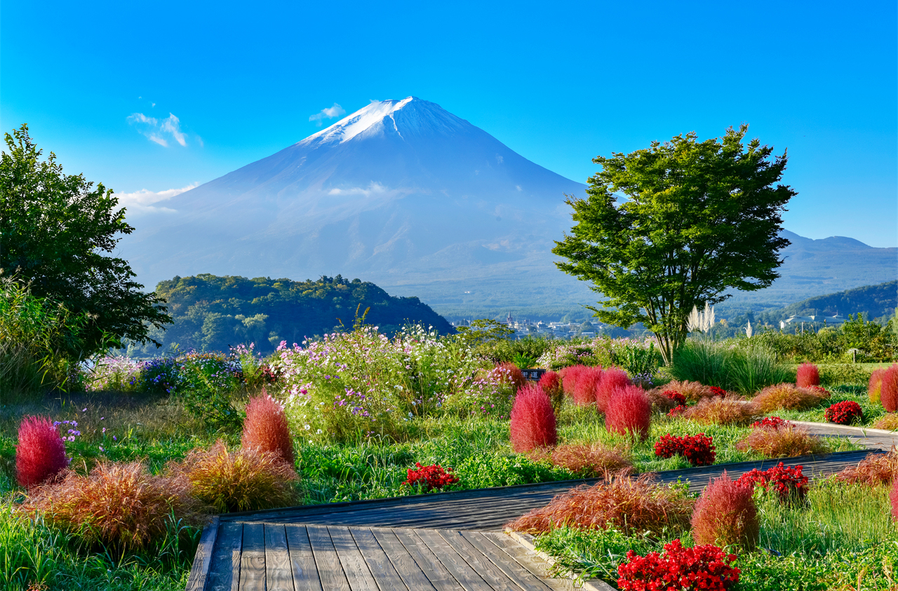 [Four Seasons Only] One-Day Tour of Mt. Fuji and Lake Kawaguchi｜Moss-sakura in Spring, 5th Station in Summer｜Maple Leaf Corridor in Autumn, Snow-capped Peaks in Winter｜Lake Yamanaka Cruise or Hot Springs｜Depart from Tokyo