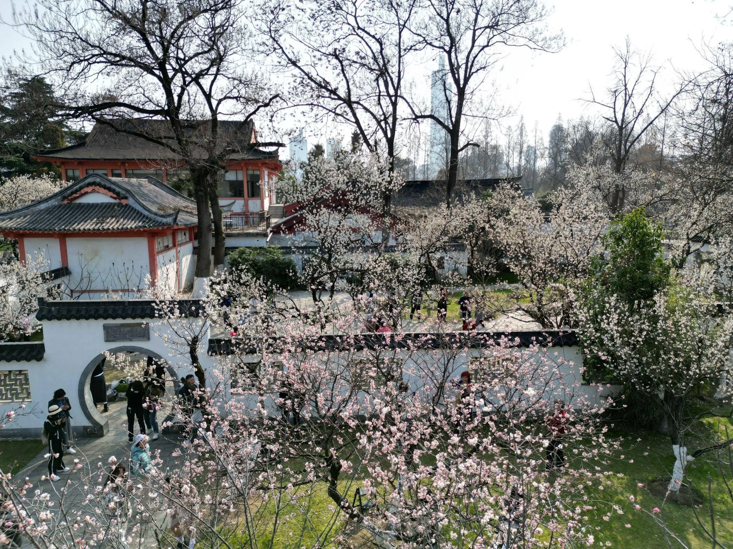 【櫻花季促銷】南京雞鳴寺+玄武湖公園+總統府賞櫻citywalk一日遊（春季賞花，中英文雙語導遊，天天發團）
