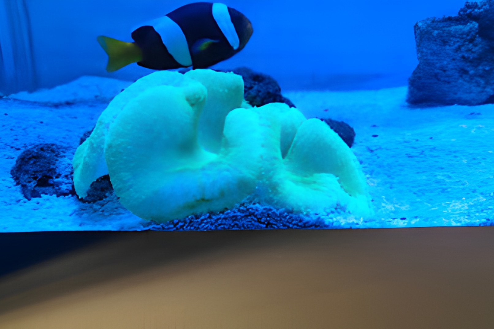 The Arpora Junction Triple Treat: Museum, Cinema, & Sea Life