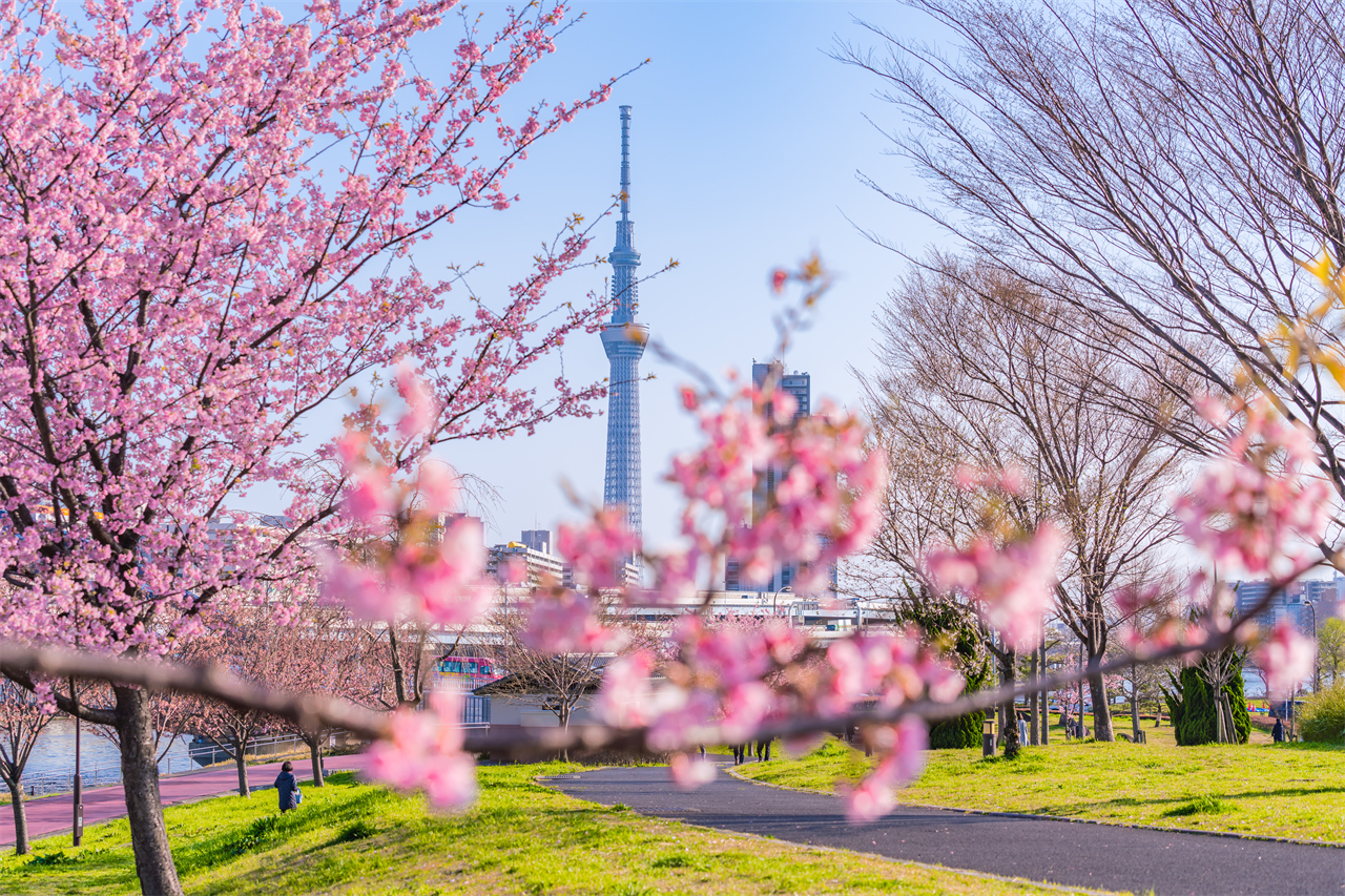 賞櫻期間,許多當地人會坐在櫻花樹下邊賞花邊吃美食,甚至還有大量攤檔、各式舞蹈及雜藝團助興,氣氛異常熱鬧。 賞櫻期間,許多當地人會坐在櫻花樹下邊賞花邊吃美食,甚至還有大量攤檔、各式舞蹈及雜藝團助興,氣氛異常熱鬧。