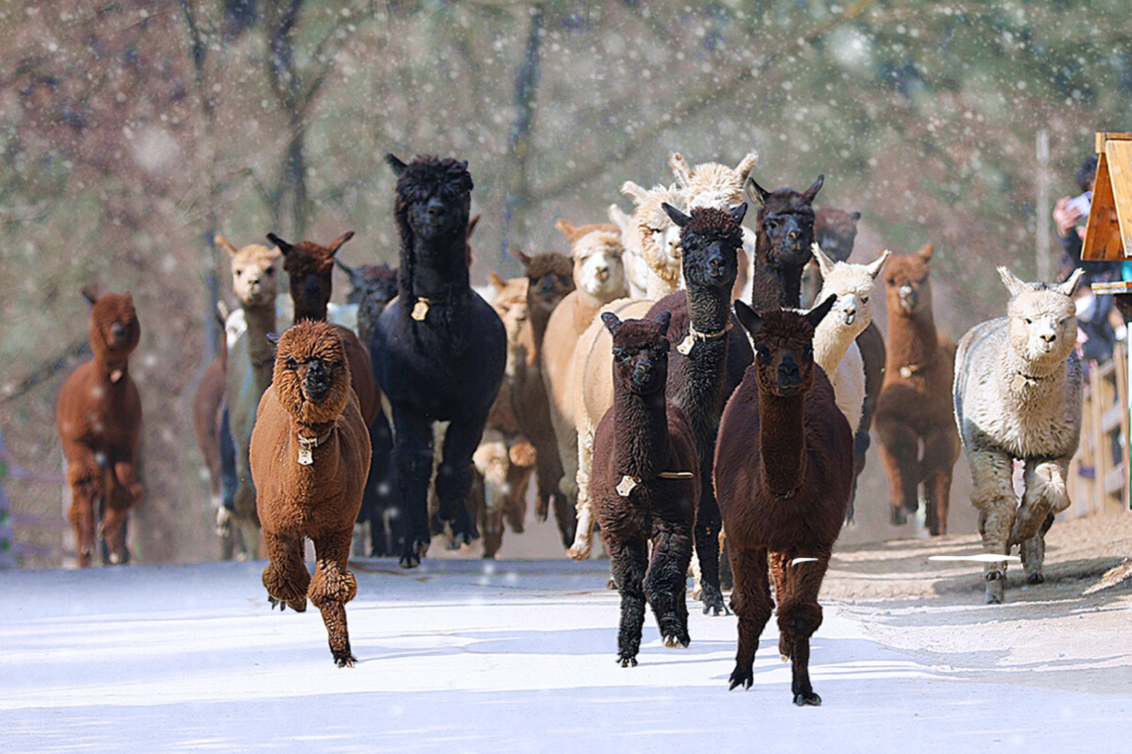 與可愛草泥馬相見歡——近距離接觸這些溫馴的草泥馬，餵食牠們，並與這些毛茸茸的新朋友捕捉珍貴時刻。