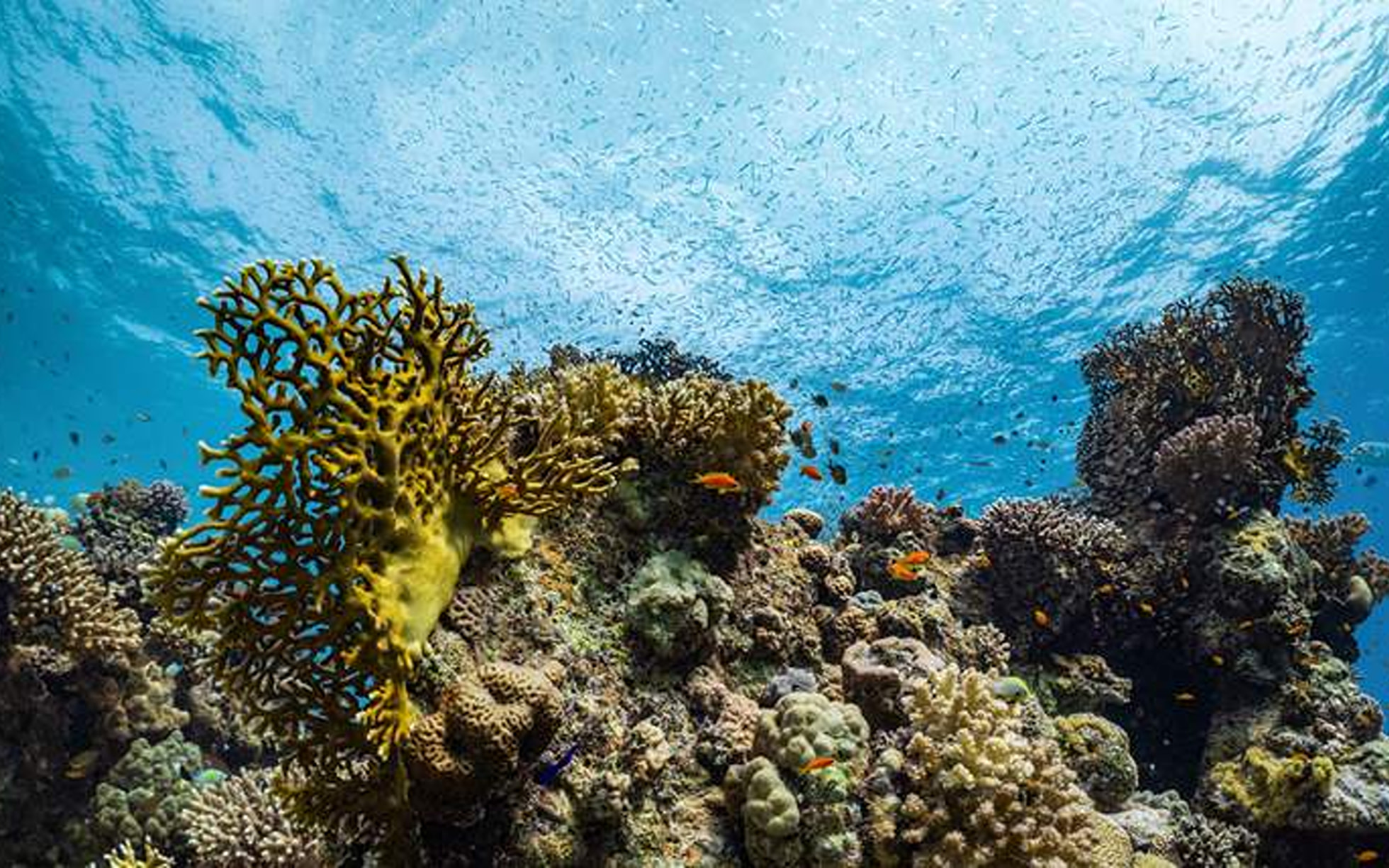 Diving Experience in the Red Sea from Jeddah