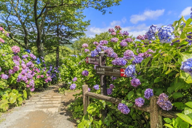 Shizuoka Hydrangea Festival & Mishima Skywalk Day Tour From Shinjuku