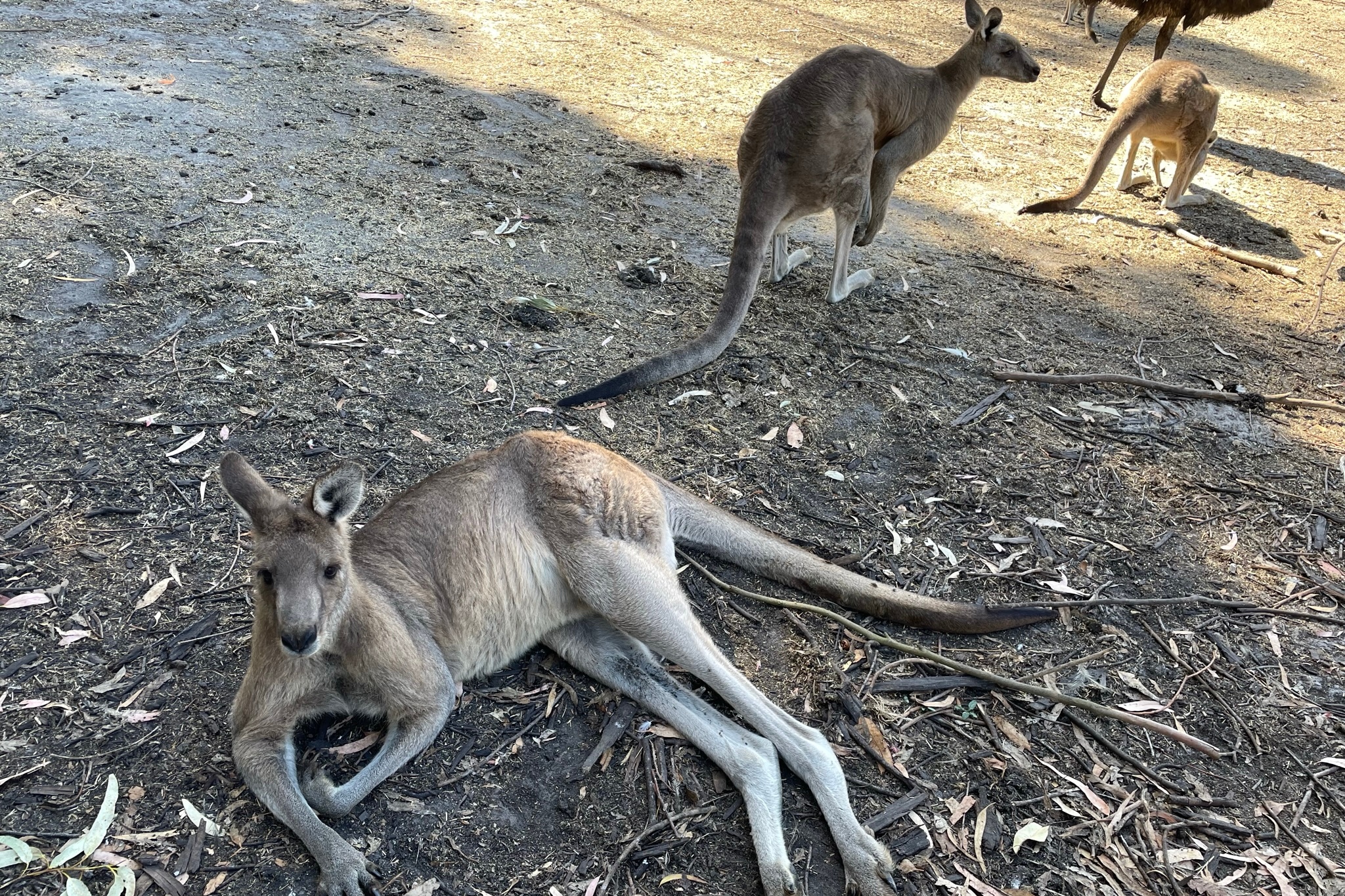 (2 Days) Wellbeing and Wildlife Great Ocean Road Experience