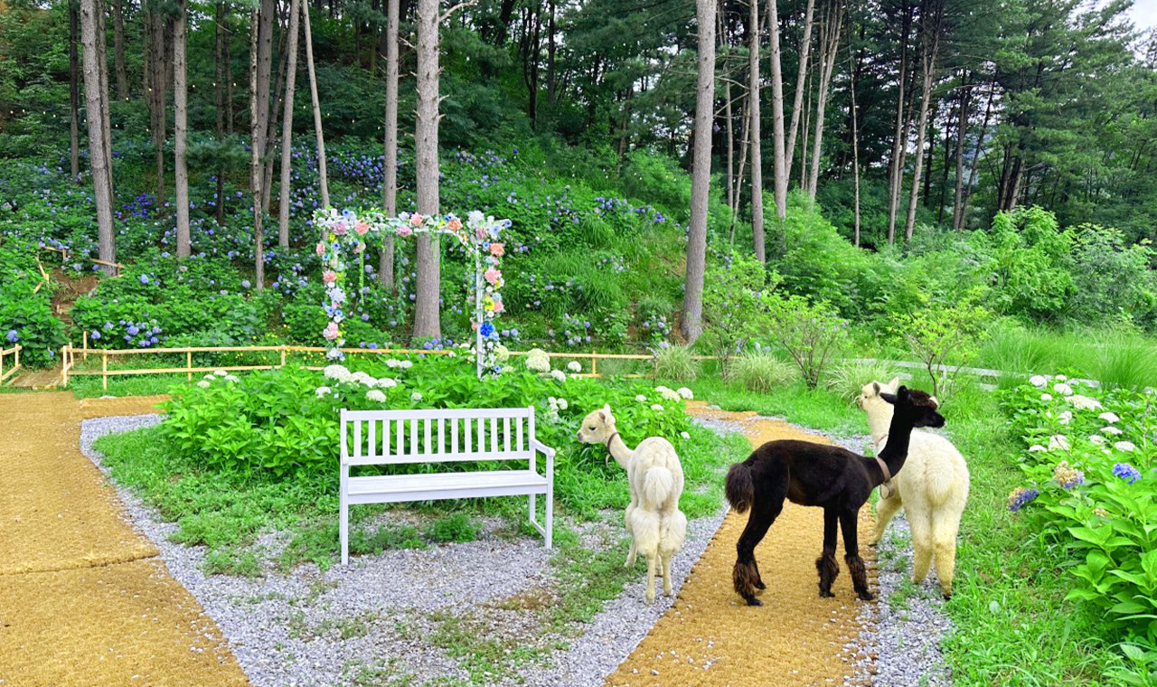 Sweet Day in Gapyeong:Sheep Ranch&Strawberry Picking(Lunch Included)