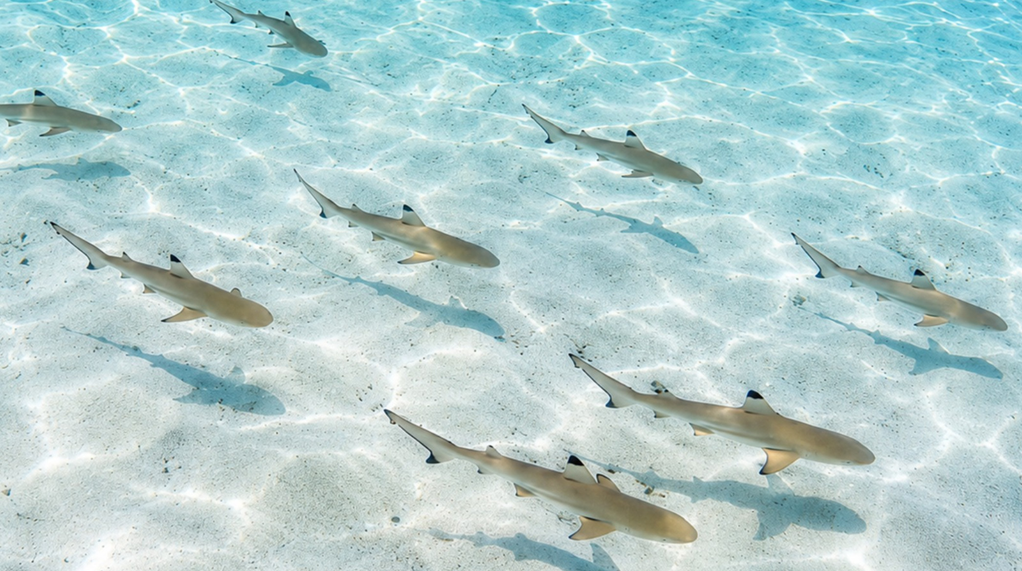 Baby Sharks & Coral Reef Adventure by AYANA Komodo Waecicu Beach